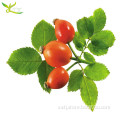 Tonking Manufacturer Herbal Supplement Rosehip Extract Rose Hips Extract Powder